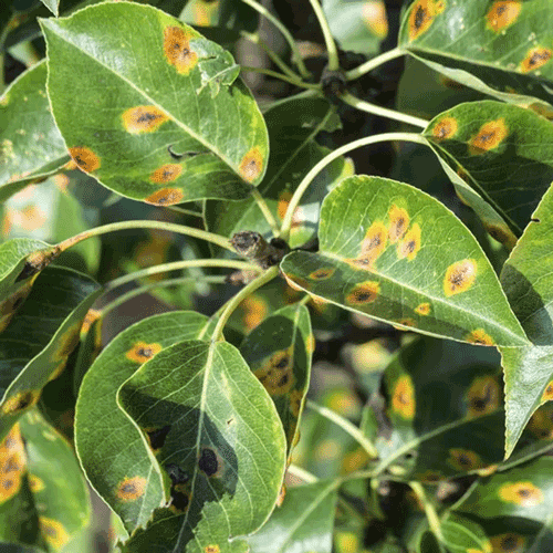 Fertihumax : Fertilizantes quelatados líquidos de alto rendimiento