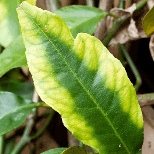 Fertihumax Magnesio: Fertilizantes quelatados líquidos de alto rendimiento