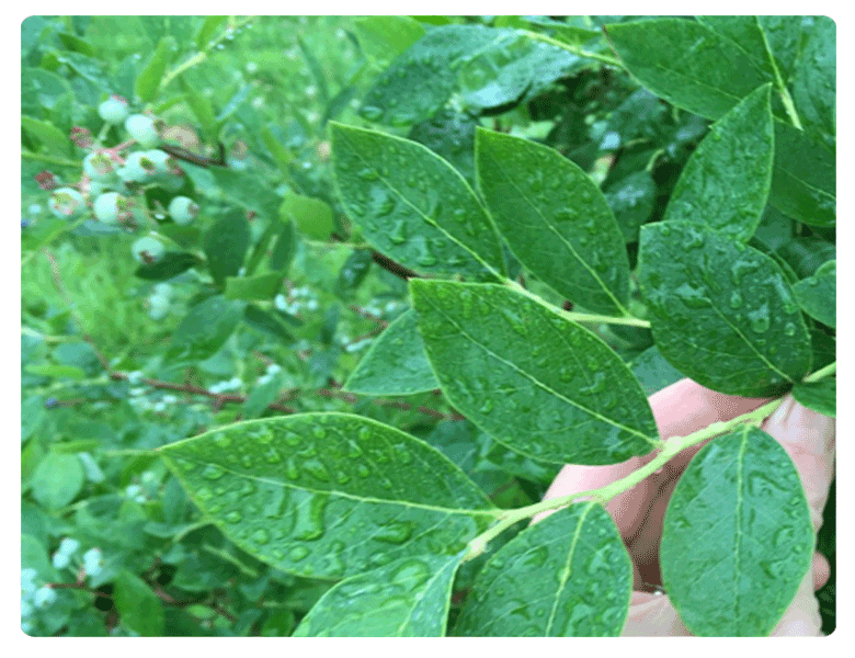 Fertihumax : Fertilizantes quelatados líquidos de alto rendimiento