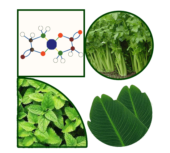 Fertihumax : Fertilizantes quelatados líquidos para aplicación foliar o al suelo de alto rendimiento.