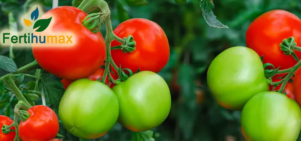 Fertihumax Fertilizantes quelatados líquidos en Colombia | El papel del hierro en la producción de tomates y de solanáceas