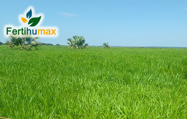 Fertihumax Fertilizantes quelatados líquidos en Colombia | Influencia del cobre en el sistema inmunológico de las plantas